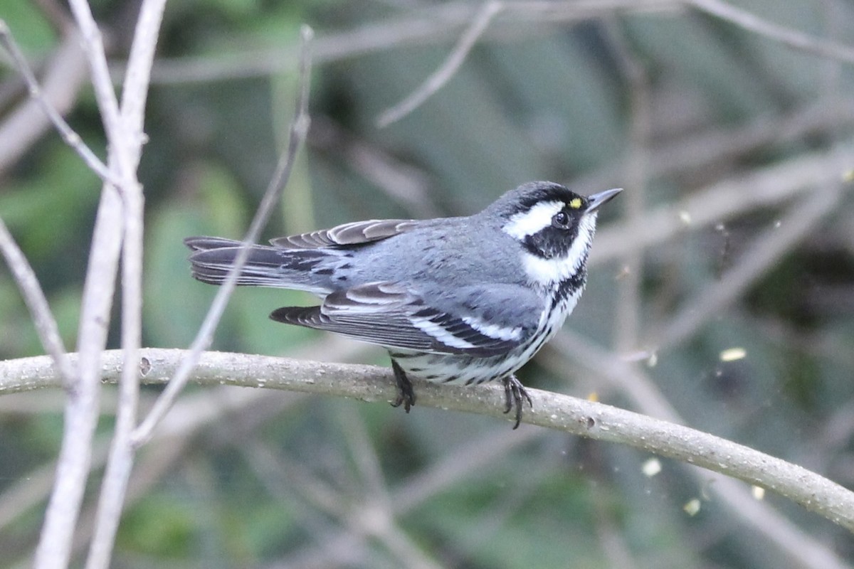 Black-throated Gray Warbler - Anonymous