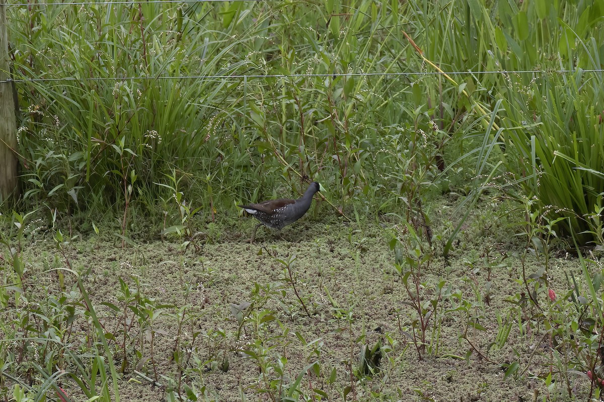 Spot-flanked Gallinule - ML530703591