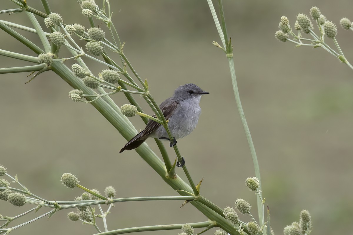 Sooty Tyrannulet - ML530703781