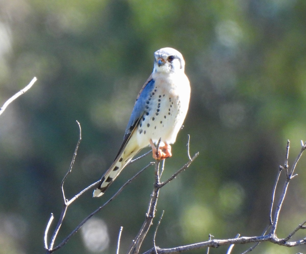 American Kestrel - ML530705271