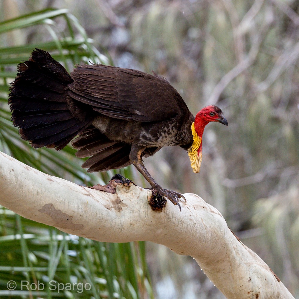 Australian Brushturkey - ML530706181