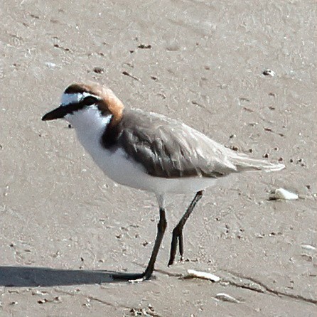 Red-capped Plover - ML530706361