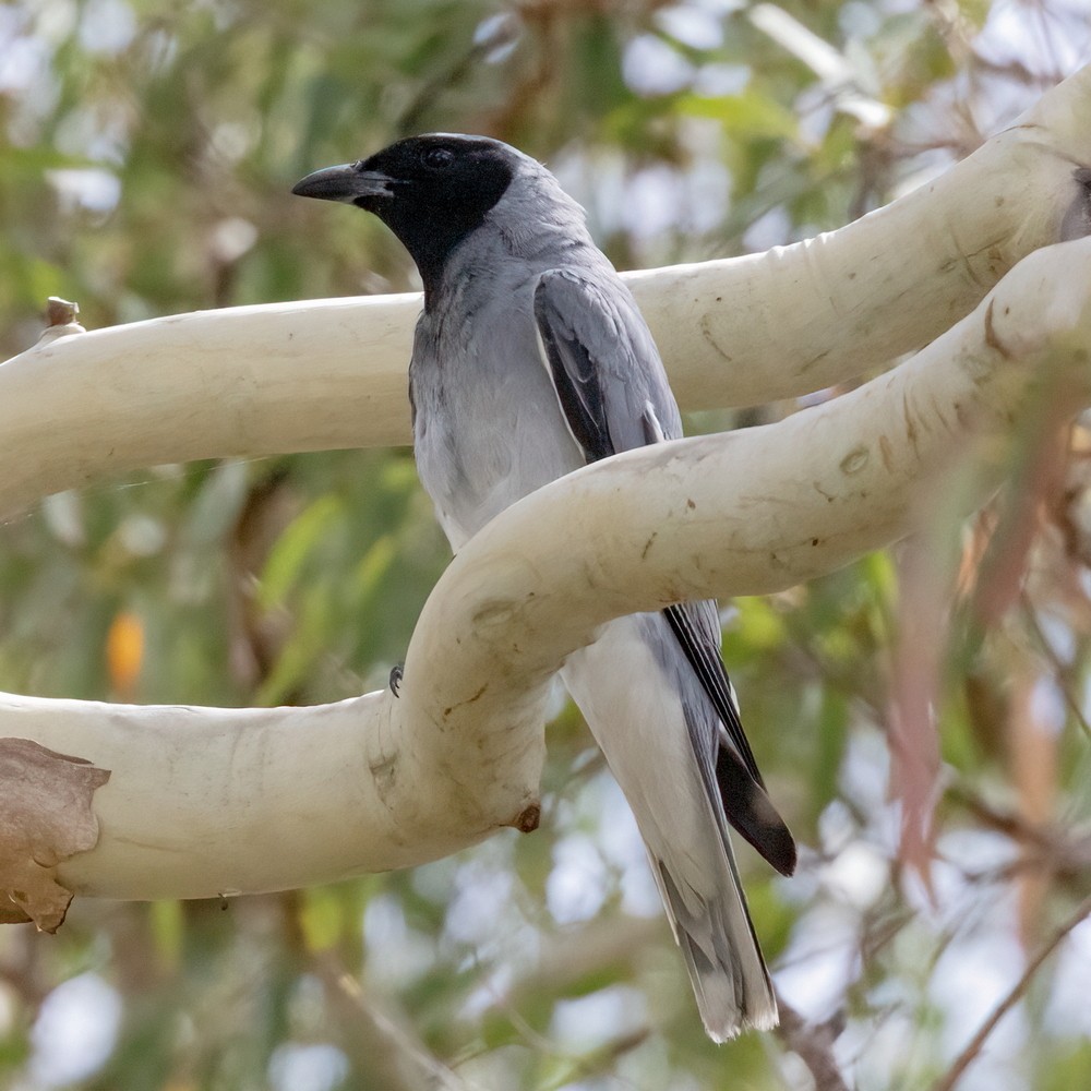 Black-faced Cuckooshrike - ML530706431