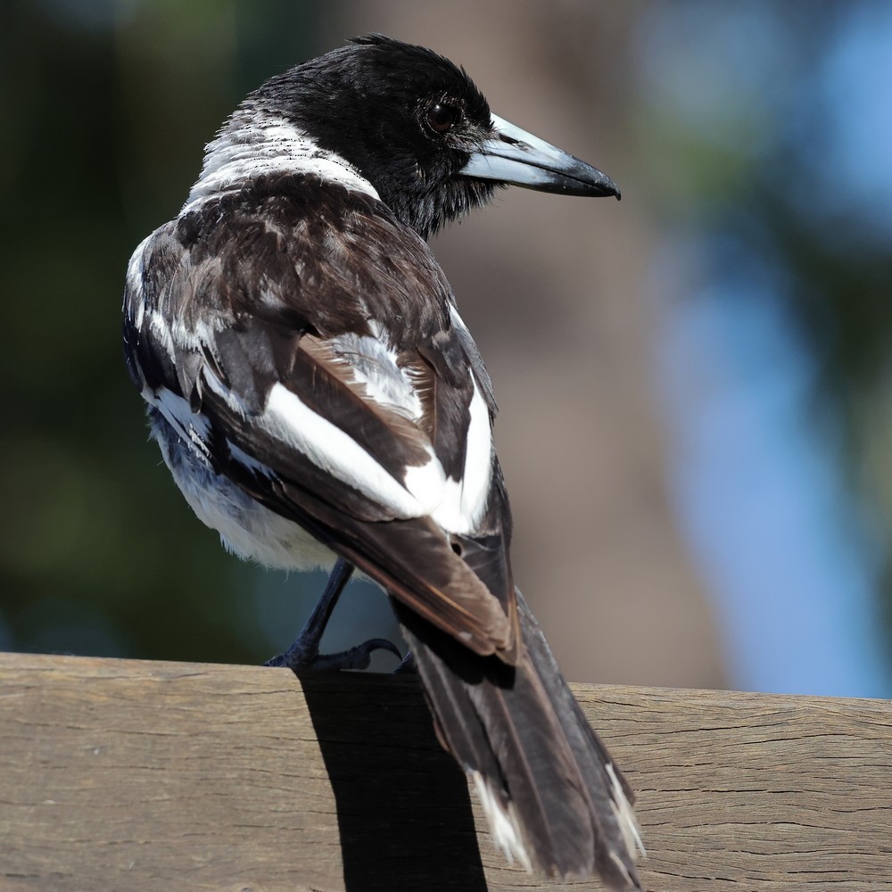 Pied Butcherbird - Robert Spargo