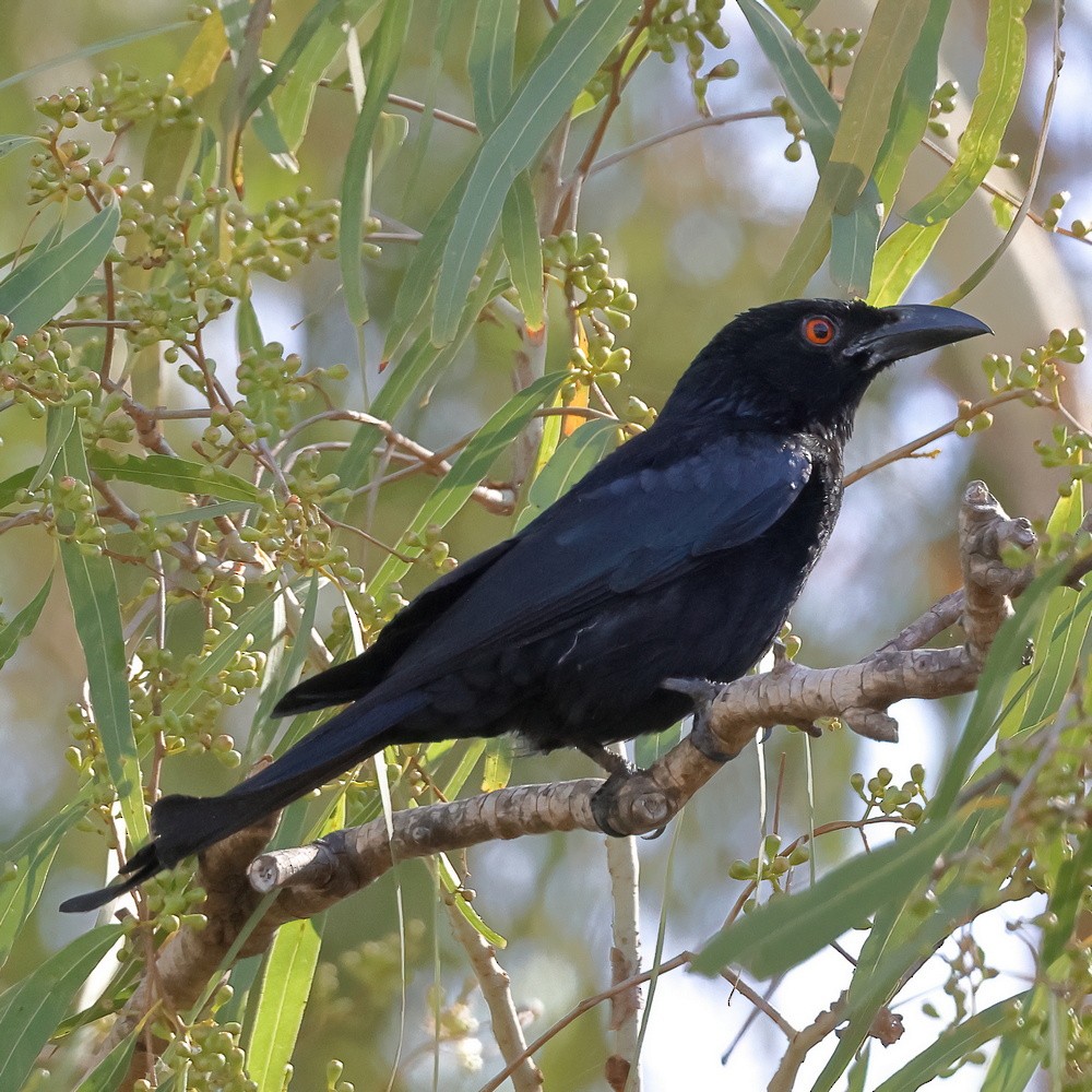 Spangled Drongo - ML530706521