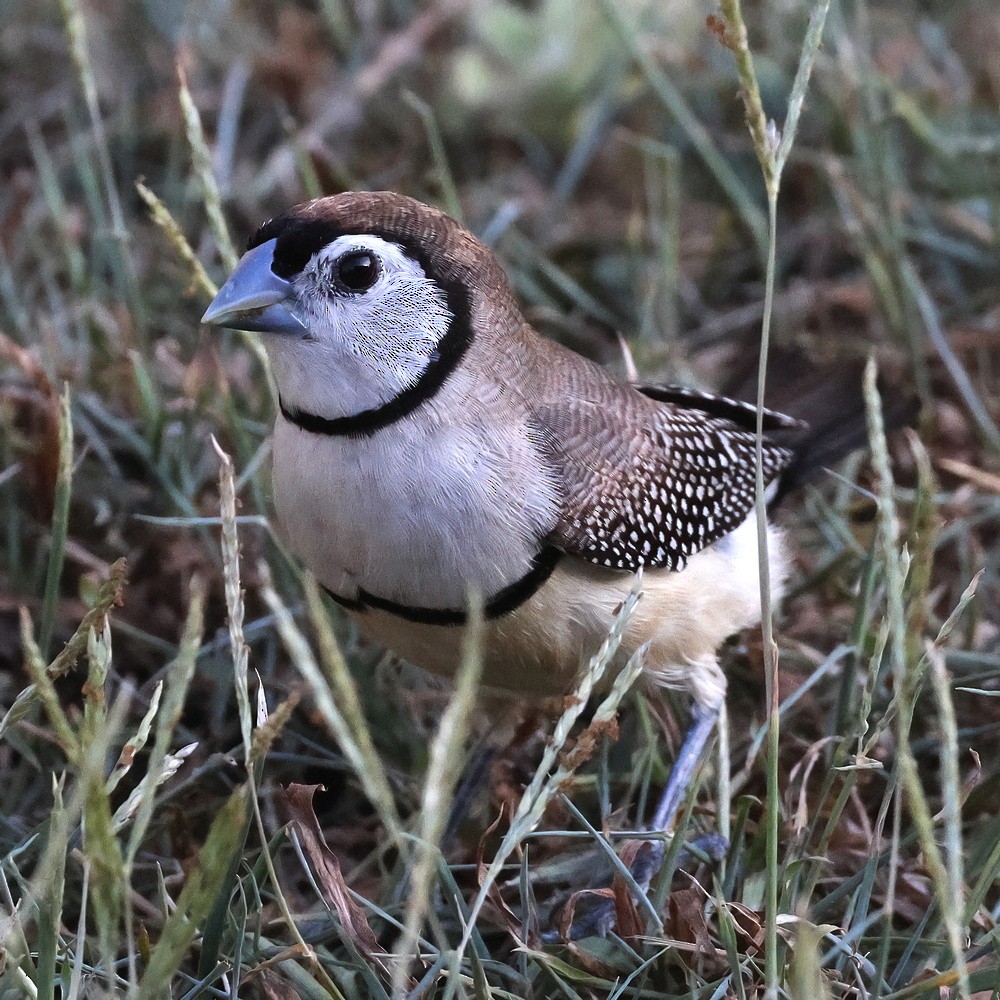 Double-barred Finch - ML530706581