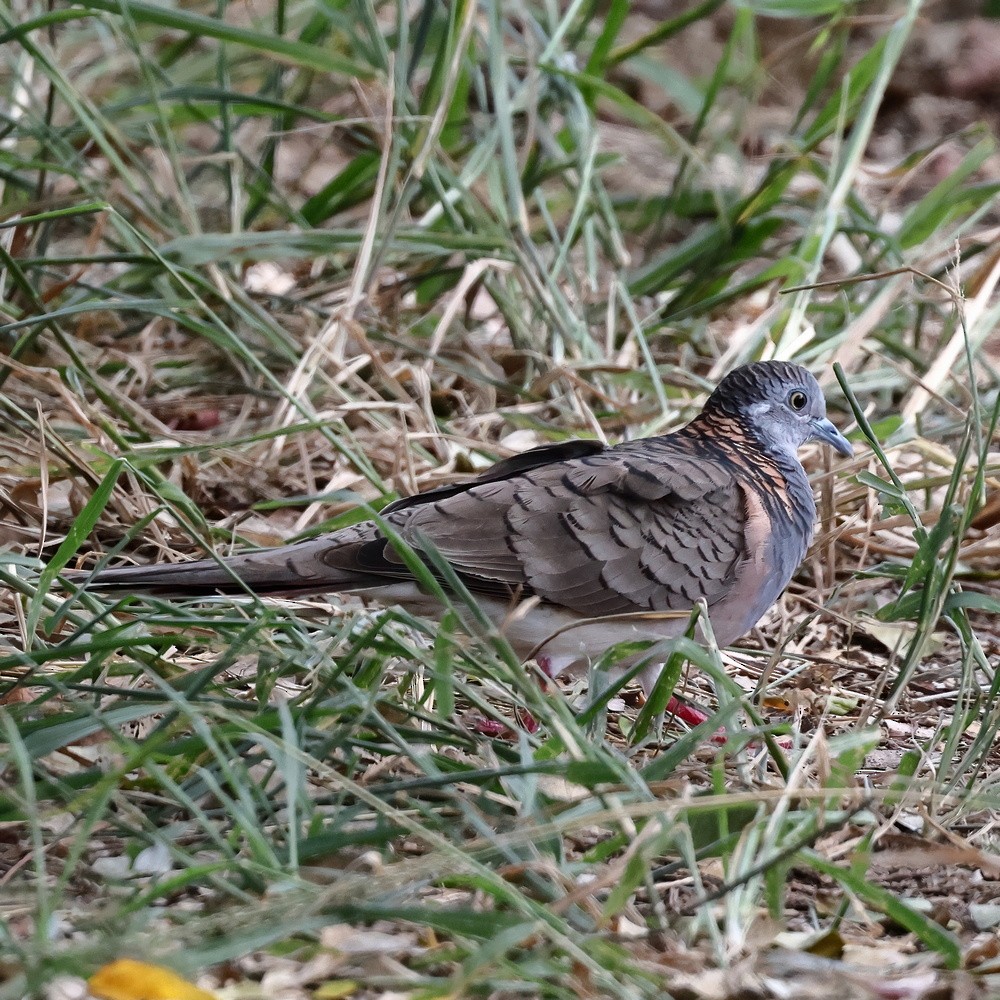 Bar-shouldered Dove - ML530706681