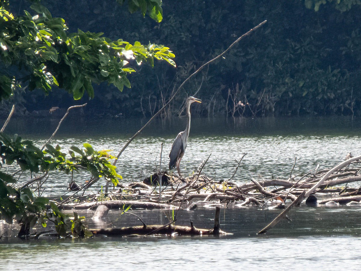 Purple Heron - ML530711591