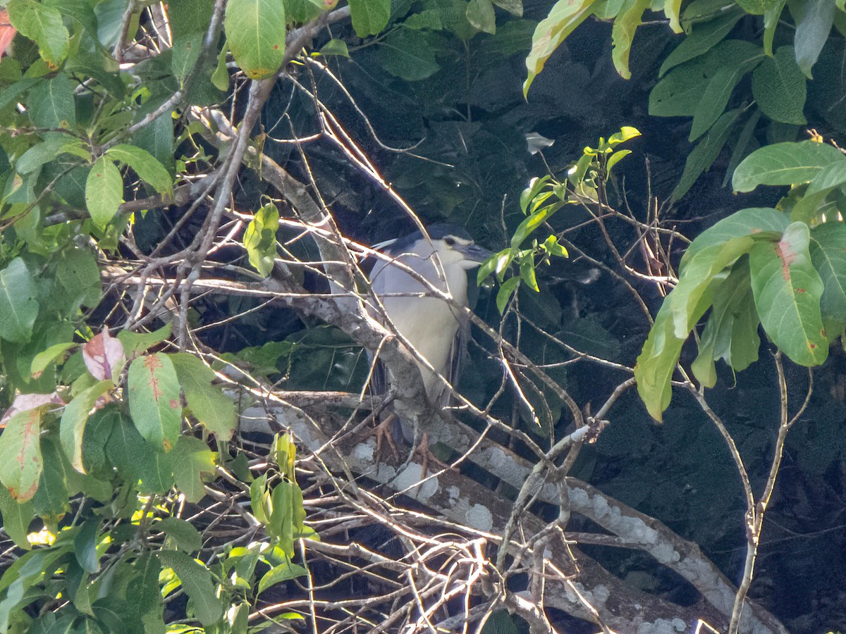 Black-crowned Night Heron - ML530711601