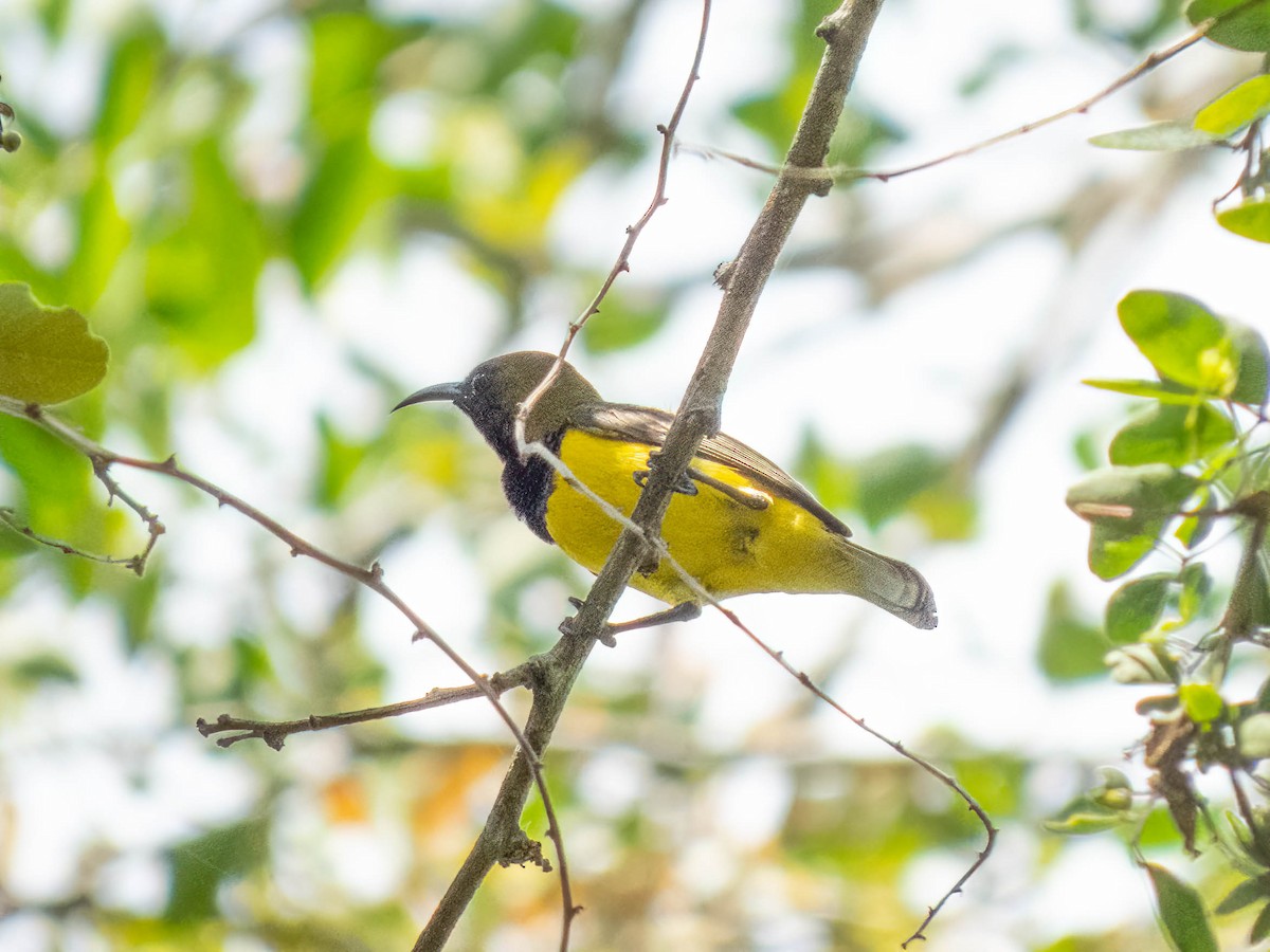 Ornate Sunbird - ML530711661
