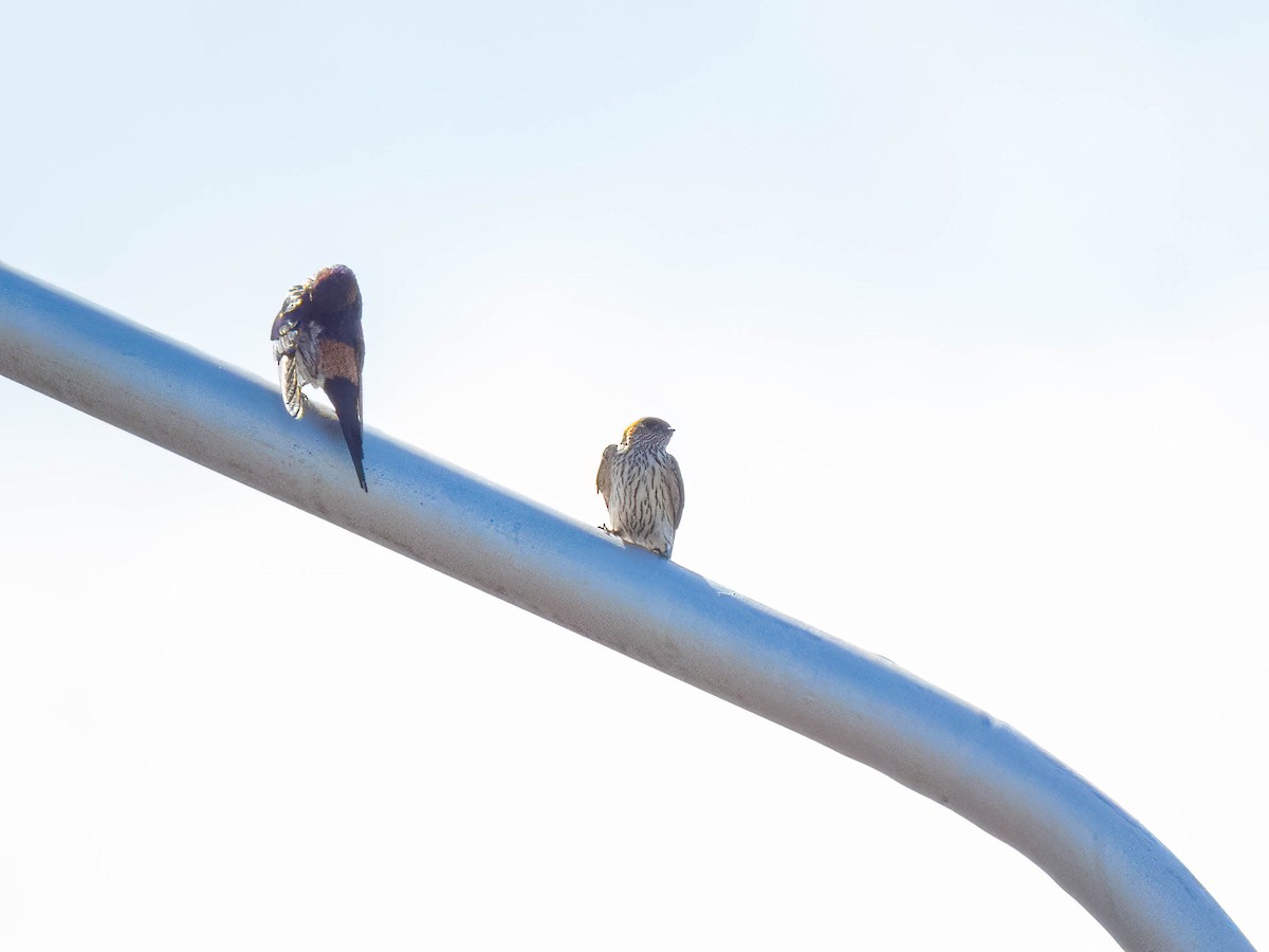 Eastern Red-rumped Swallow (Striated) - ML530711761