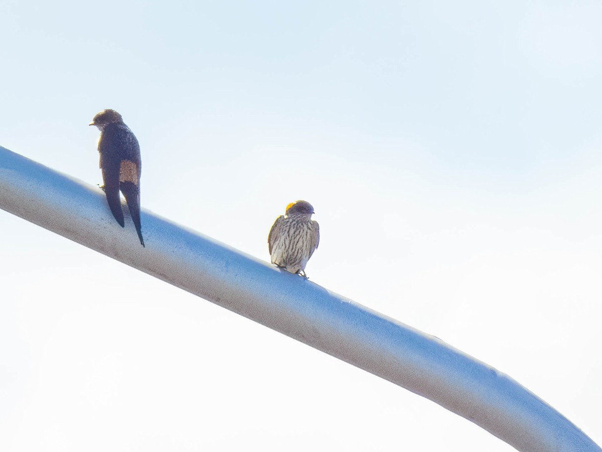 Eastern Red-rumped Swallow (Striated) - ML530711771