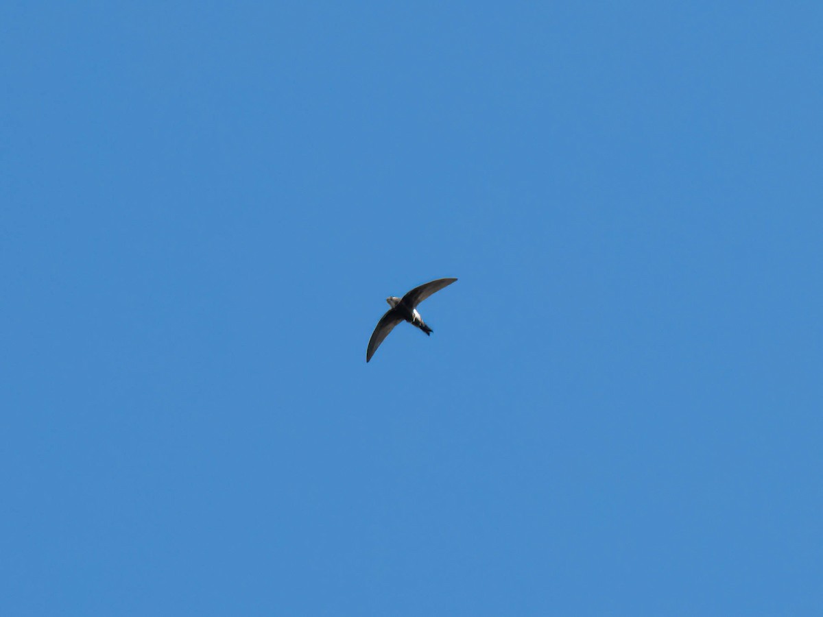 House Swift - ML530711971