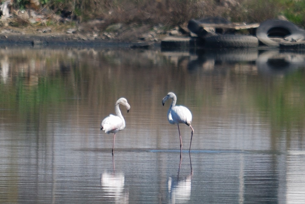 ヨーロッパフラミンゴ - ML53071241