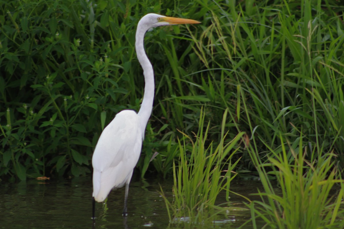 Great Egret - Shannon K. Gordinier