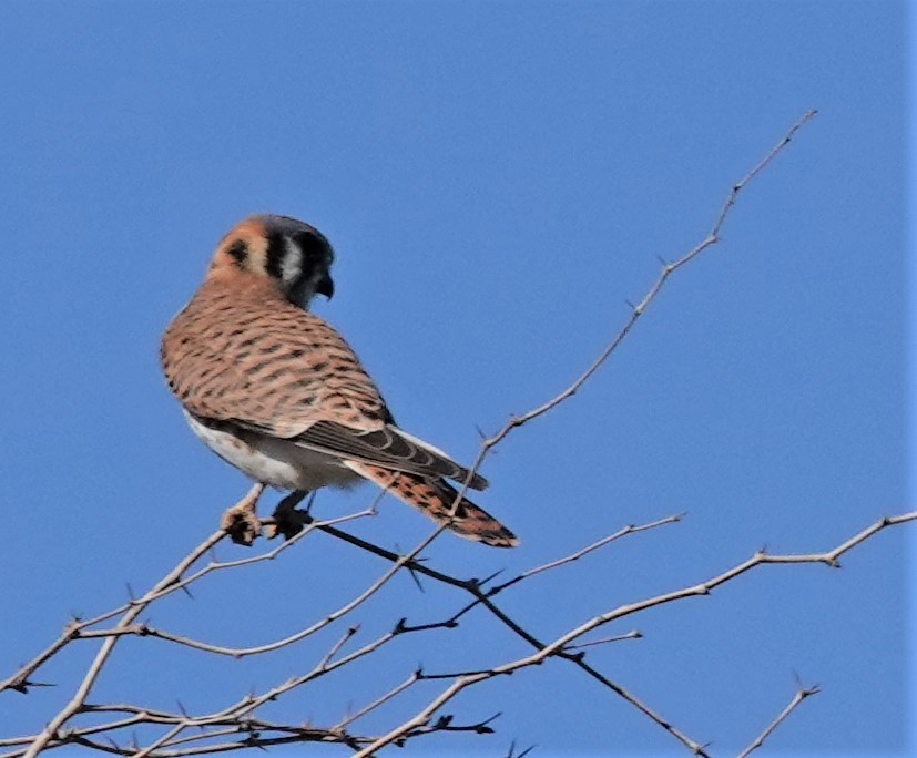 American Kestrel - ML530713261