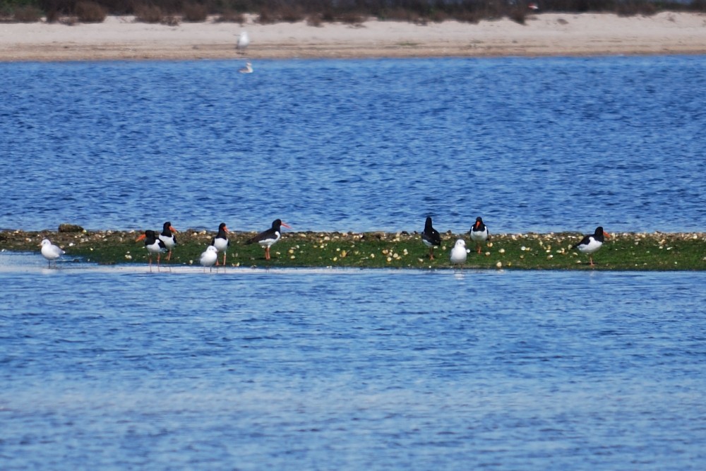 ミヤコドリ - ML53071411