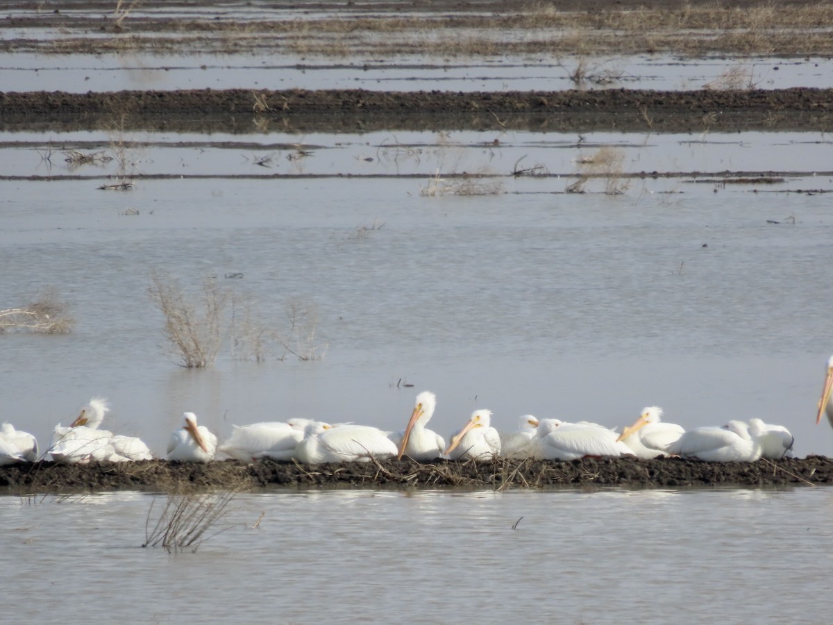 American White Pelican - ML530714221