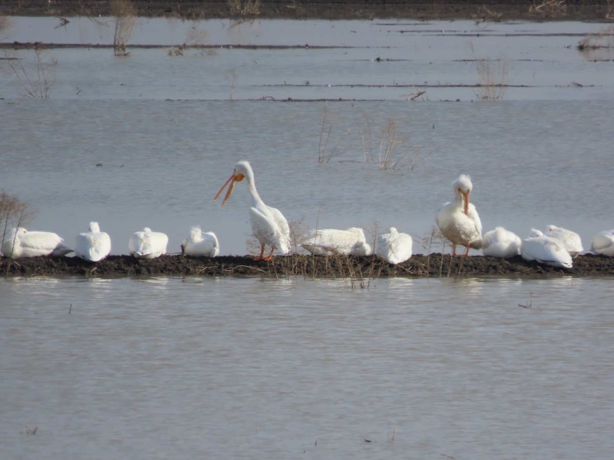 American White Pelican - ML530714231