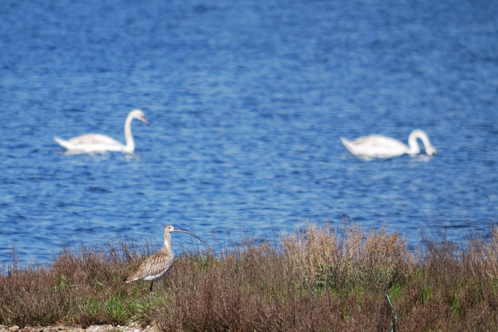 ダイシャクシギ - ML53071431