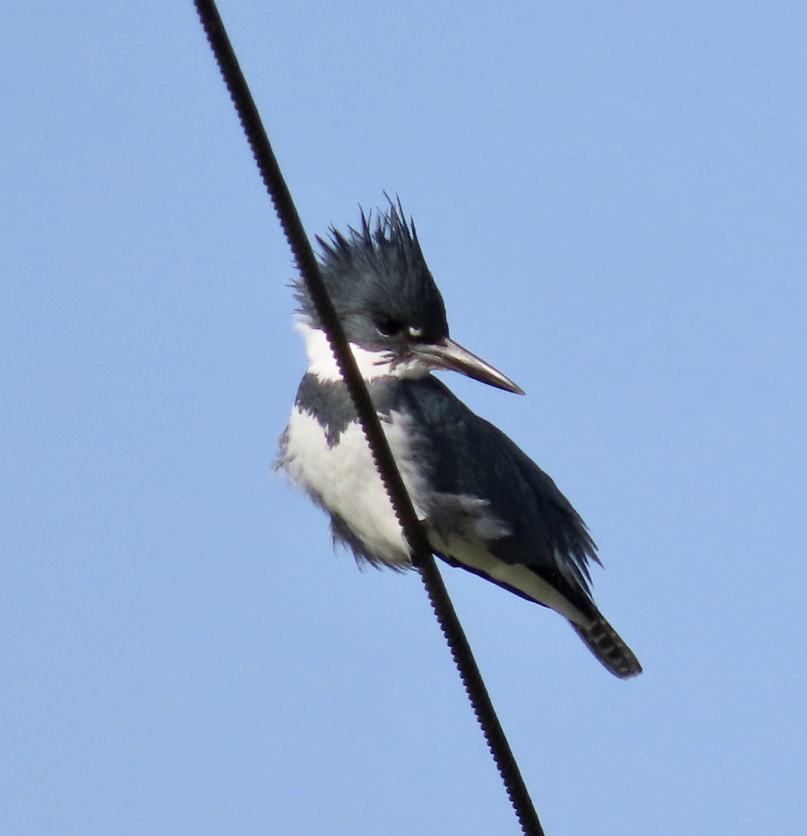Belted Kingfisher - ML530714361