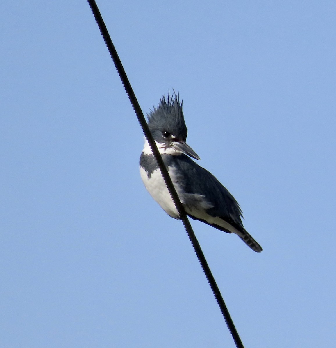 Belted Kingfisher - ML530714371