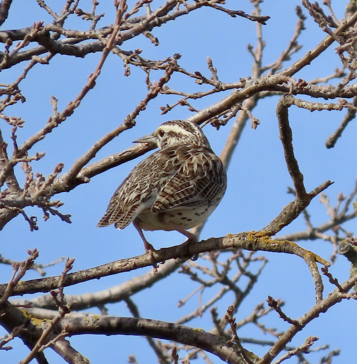 Western Meadowlark - ML530714551