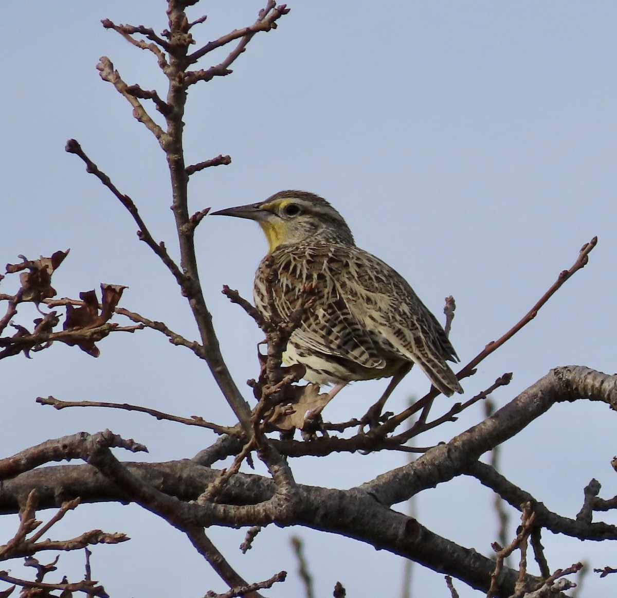 Western Meadowlark - ML530714561