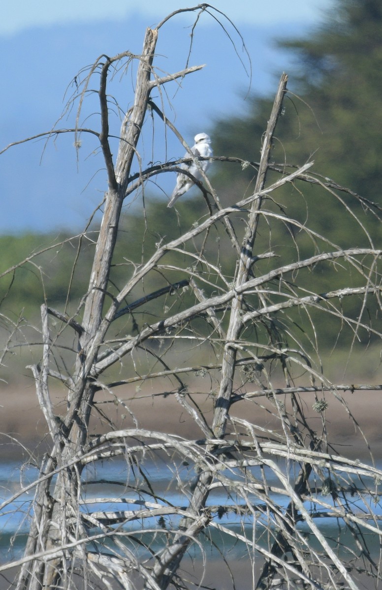 White-tailed Kite - Margaret Poethig