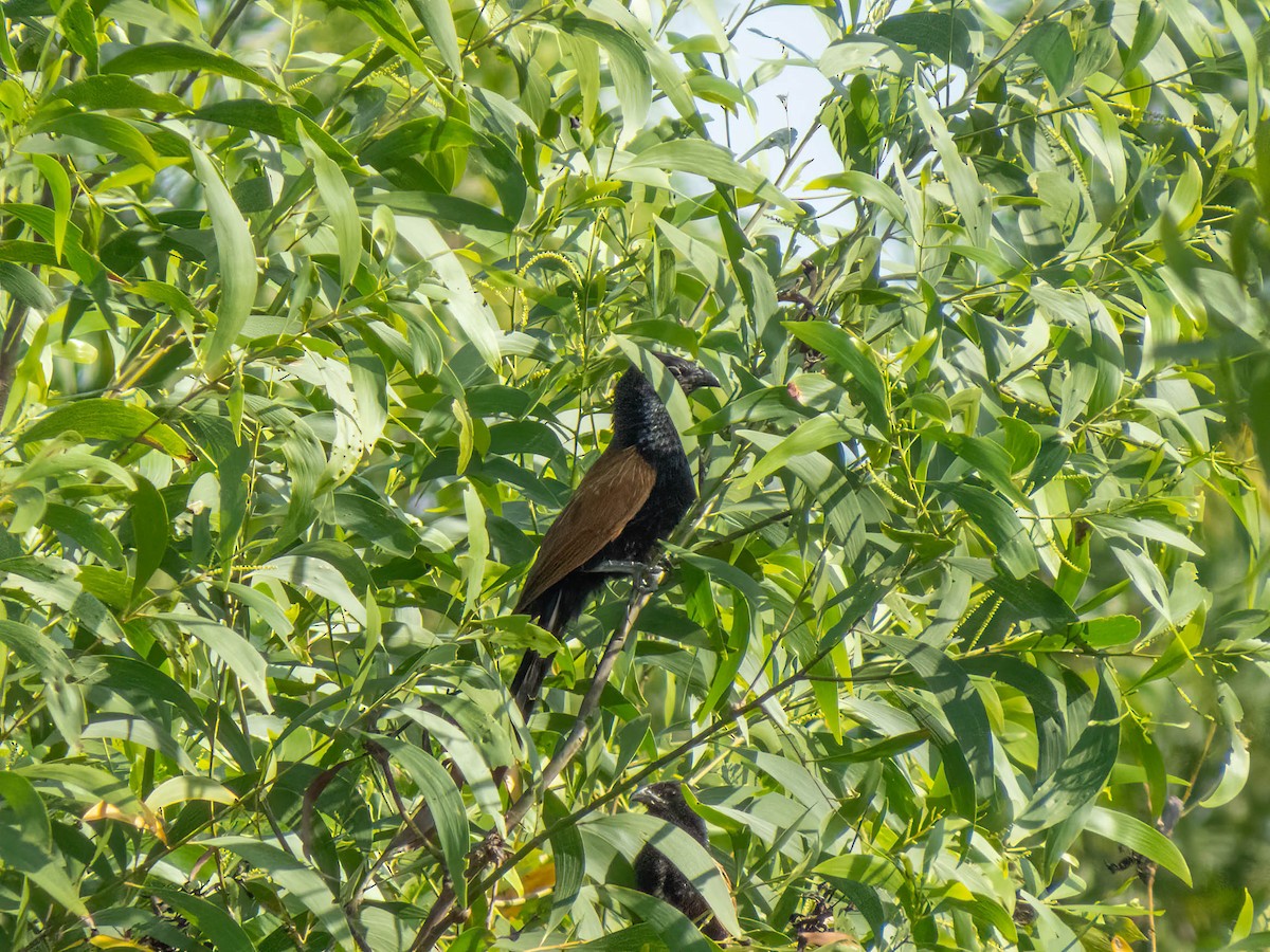 Lesser Coucal - ML530715341