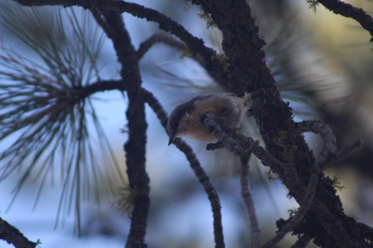 Pygmy Nuthatch - ML530716221