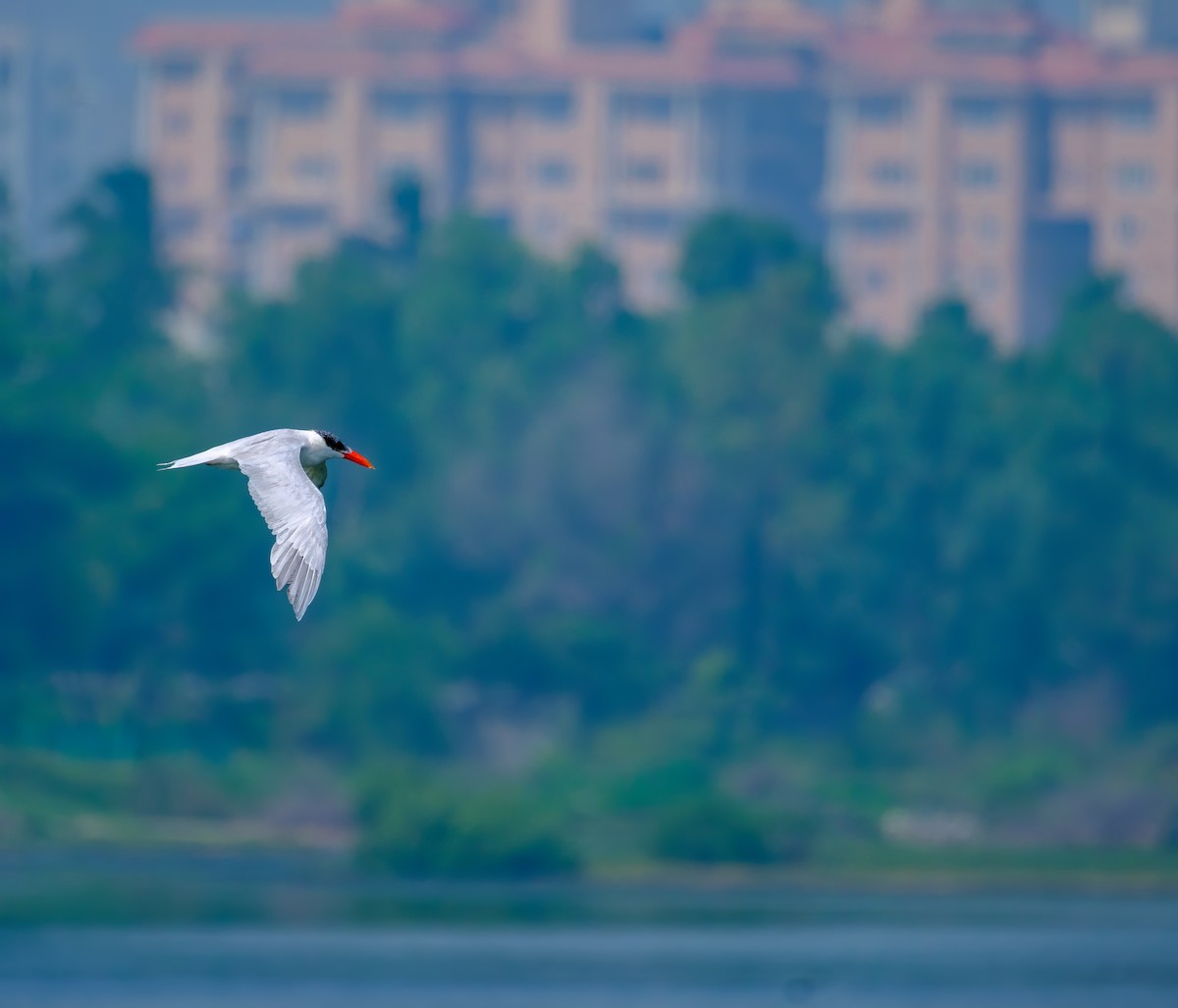 Caspian Tern - ML530716671