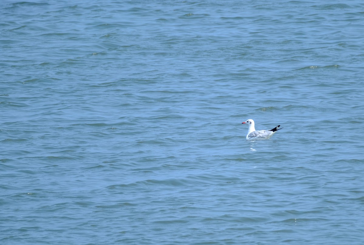 Brown-headed Gull - ML530716731