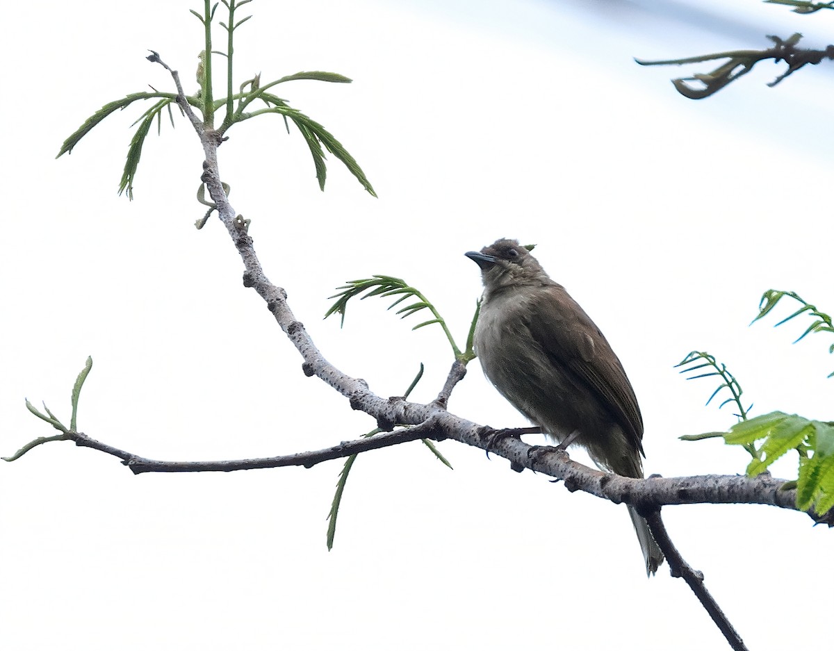 Olive-winged Bulbul - Dave Bakewell