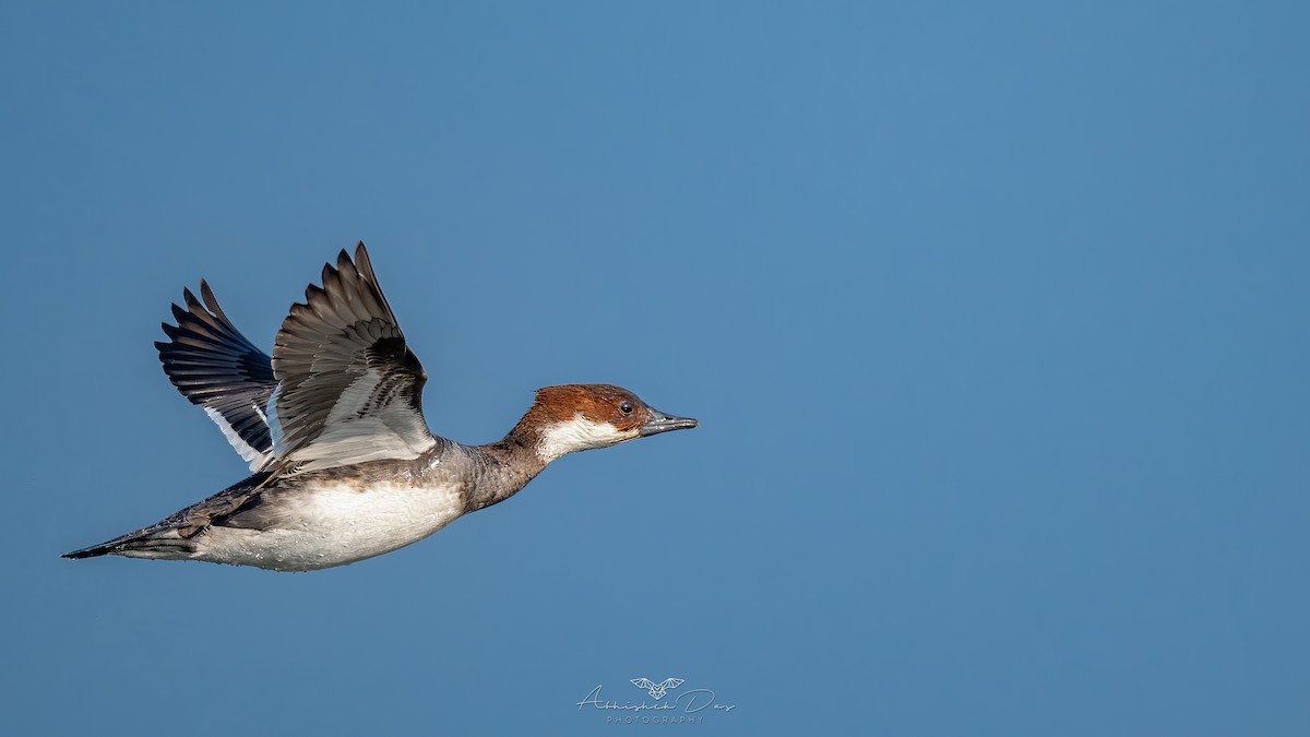 Smew - ML530719191