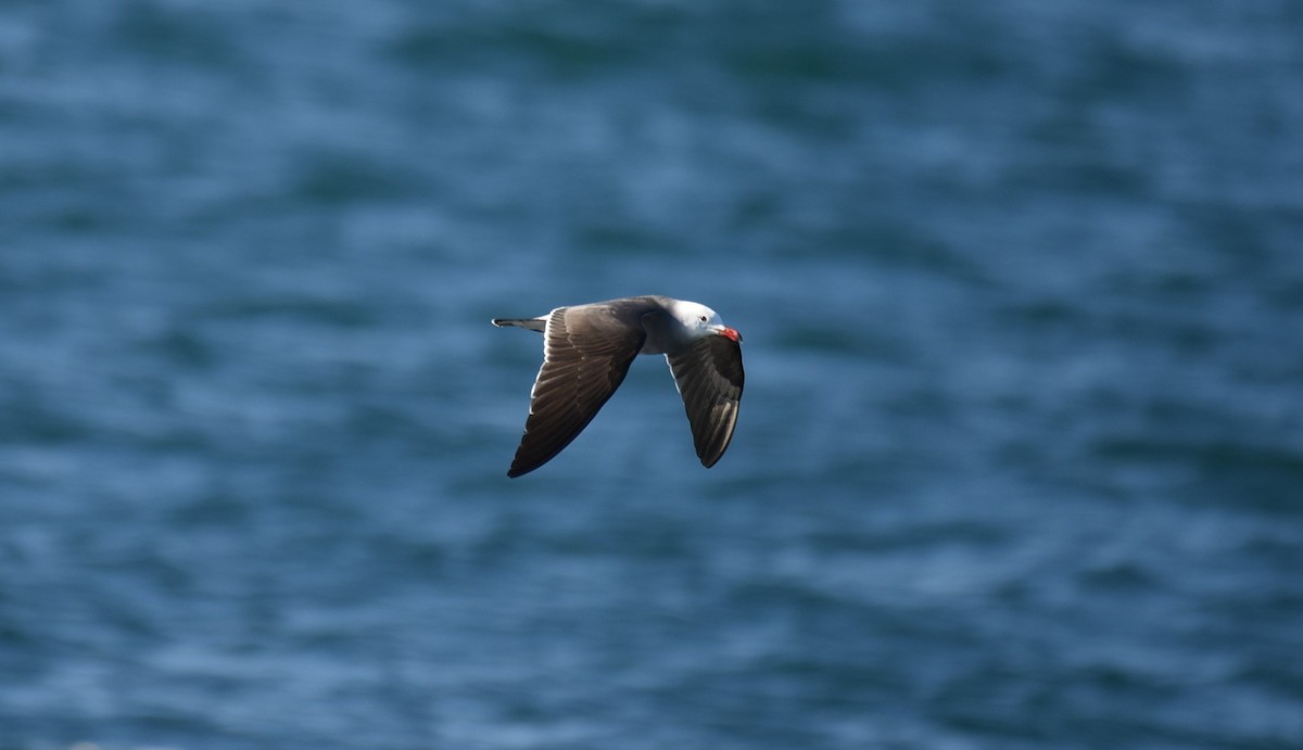 Heermann's Gull - ML530719701