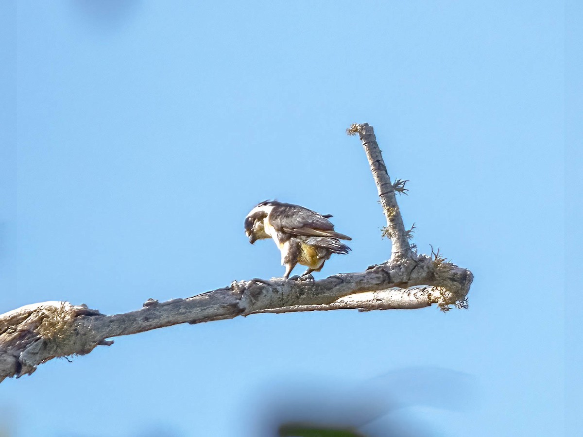 Black-thighed Falconet - ML530720191