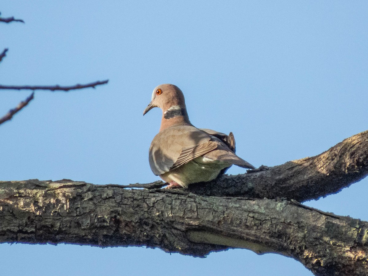 Sunda Collared-Dove - Jason Alexander