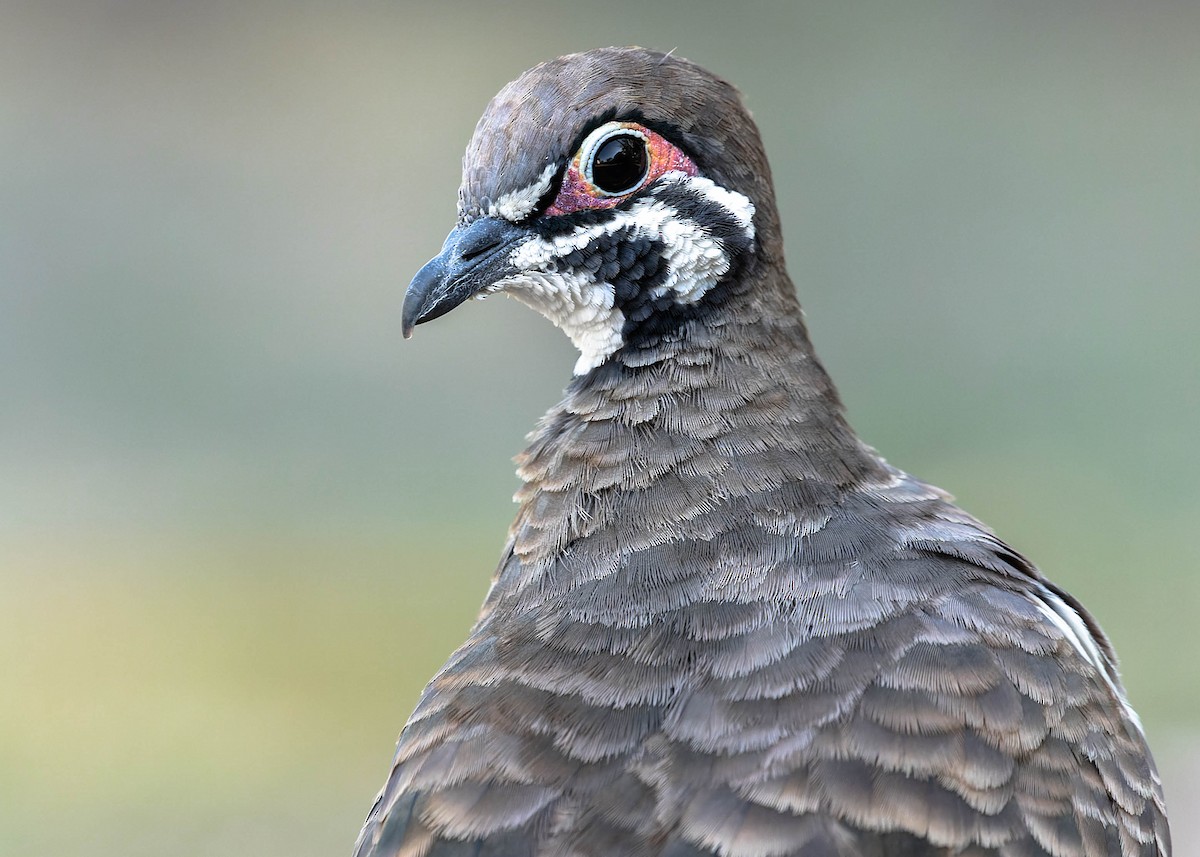 Squatter Pigeon - ML530721011