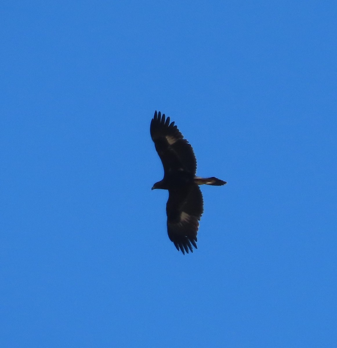 Golden Eagle - Shirley Reynolds