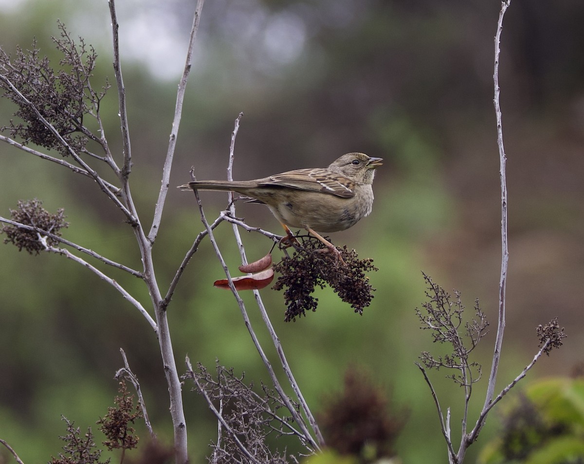 Golden-crowned Sparrow - Matt Yawney
