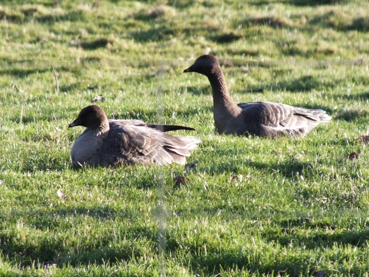 Pink-footed Goose - ML530723511