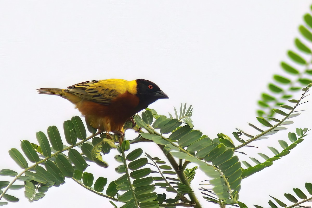 Lake Lufira Masked-Weaver - marijn bauters