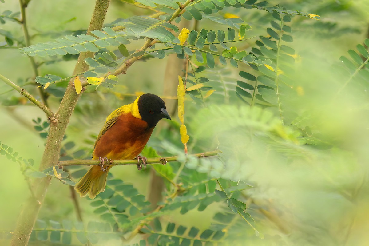 Lake Lufira Masked-Weaver - ML530725241