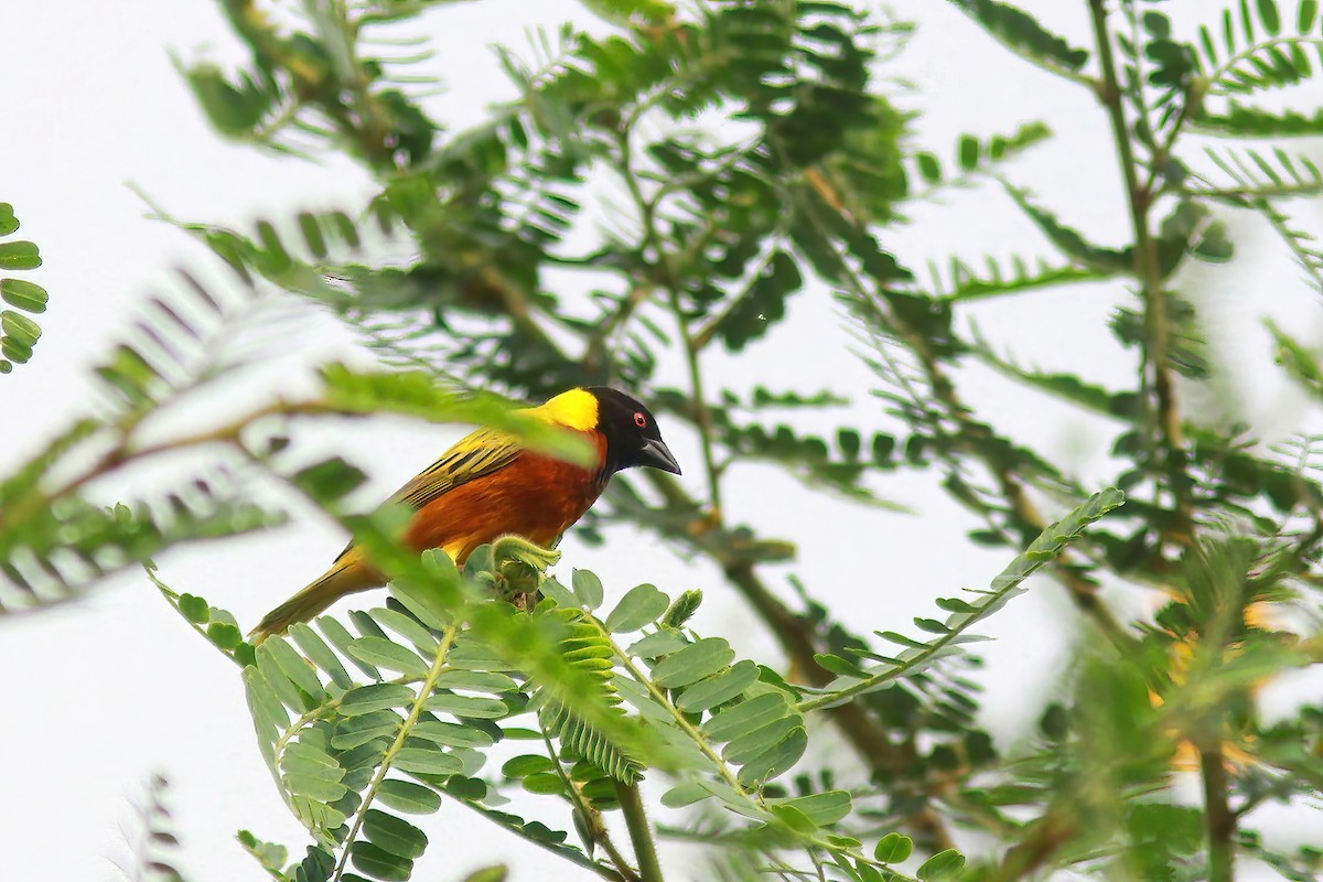 Lake Lufira Masked-Weaver - ML530725251