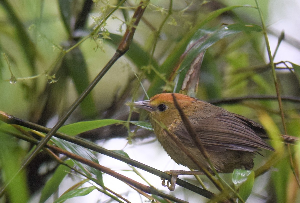 Rufous-capped Babbler - Sourashis Mukhopadhyay