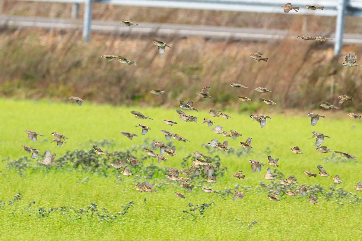 Yellow-crowned Bishop - ML530725871