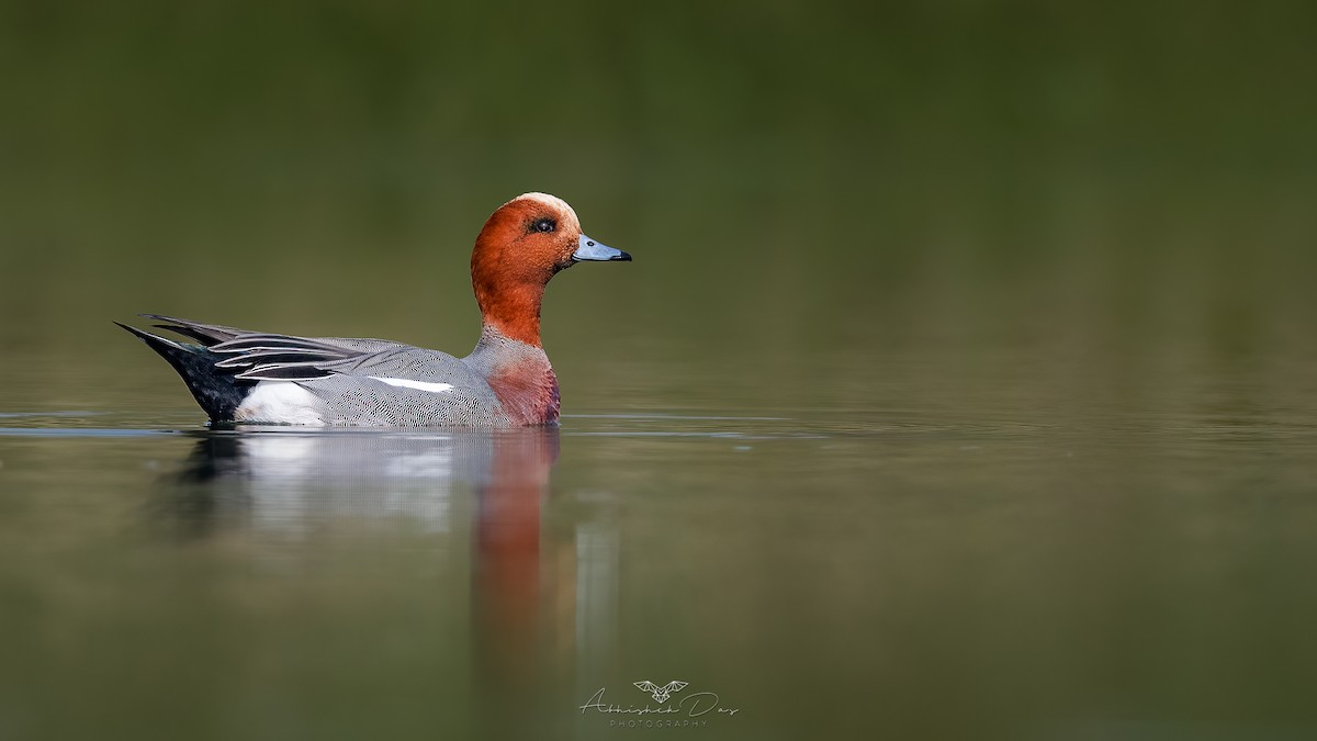 Eurasian Wigeon - ML530725911