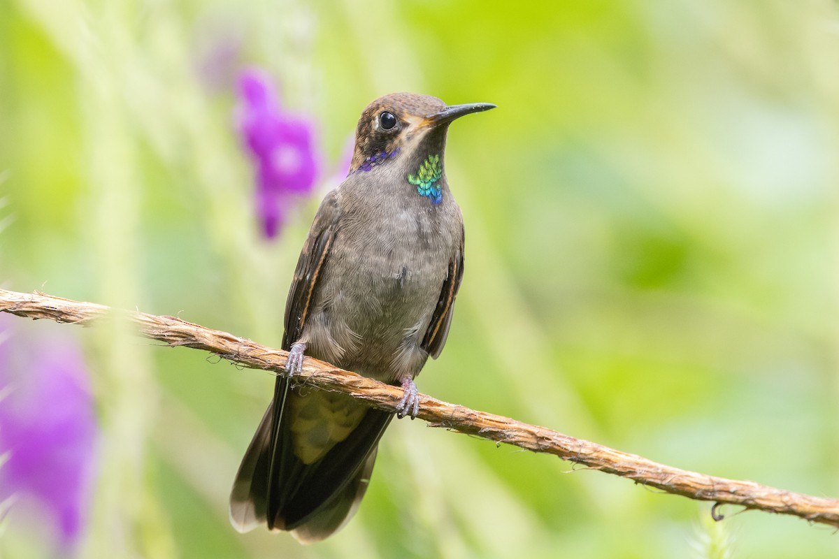 Brown Violetear - Carsten Sekula