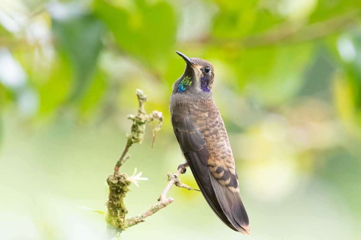 Brown Violetear - Carsten Sekula